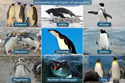 The 7 Types of Penguins in Australia! (ID Guide)