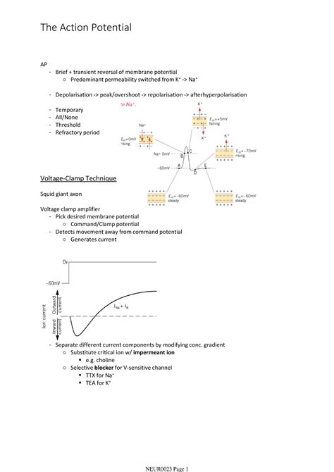 The Action Potential - AP Brief + transient reversal of membrane ...