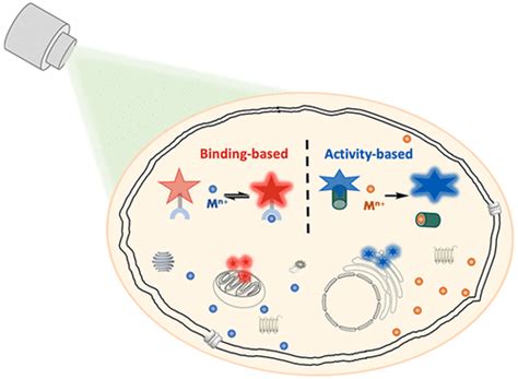 The Activity-based Sensing of Biological Transition Metals