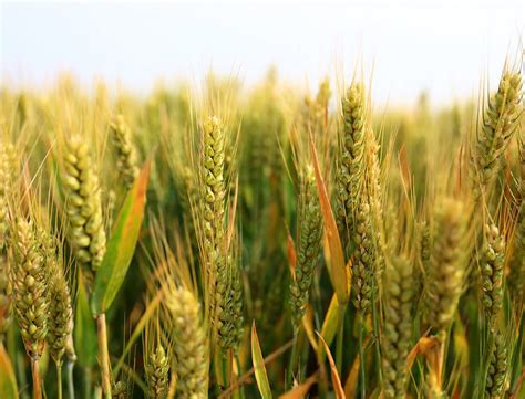 The Agrocorp and Cargill Transaction: A Case Study in Blockchain Efficiency