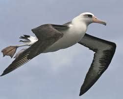 The Albatross, Harbinger of Human Climate Migrations