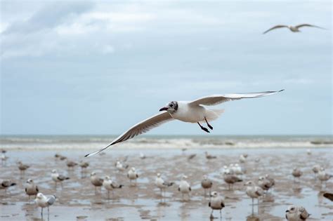 The Albatross. A Poem by Charles Baudelaire - Medium