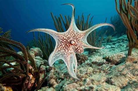 Read The Amazing Octopus