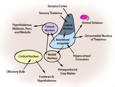 The Amygdala Definition Role Function Video Lesson Transcript Study Com