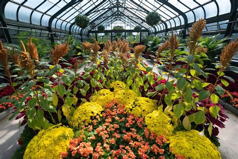 The Annual Chrysanthemum Show