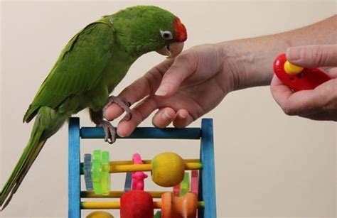 The Art of Parrot Training: Tips and Tricks for Teaching Your Parrot ...