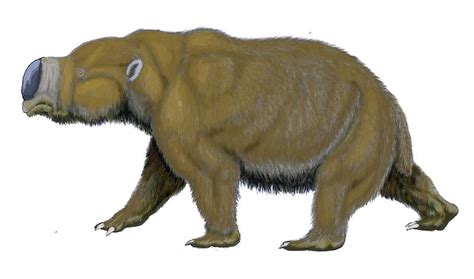 The Australian Megafauna - Owlcation