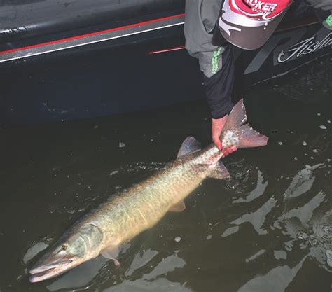 The Baitfish Connection for Fall Muskies - Game & Fish