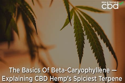 The Basics Of Beta-Caryophyllene — Explaining CBD Hemp’s Spiciest Terpene