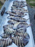 The Basics of Fishing The Reefs for Sheepshead GON Forum