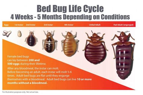 The Bed Bug Life Cycle How Long Do They Live? (5