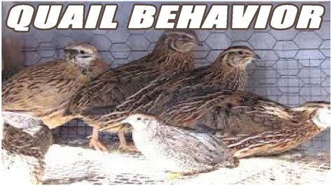 The Behavior Of The Quail Family - YouTube