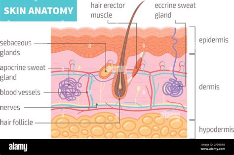 The Benefits Of Ceruminous Glands – We Are Eaton