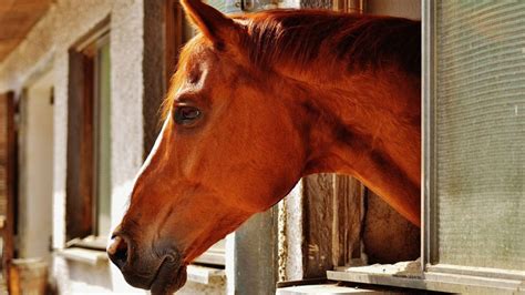 The Benefits Of Turmeric For Horses - COWGIRL Magazine