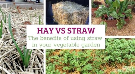 The Benefits Of Using Straw In Your Garden - Dirt Connections