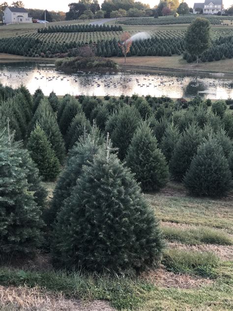 The Best 10 Christmas Trees near me in West Bend, …