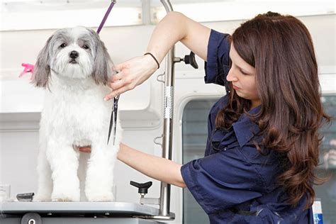 The Best 10 Pet Groomers near me in Dunwoody, Georgia …