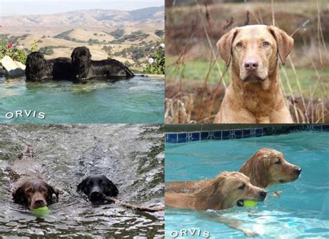 The Best Dog Breeds for Swimming - Orvis News