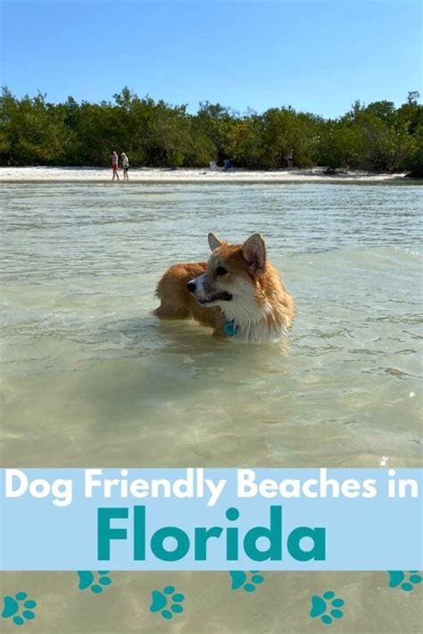 The Best Dog Friendly Beaches In Florida For Fun