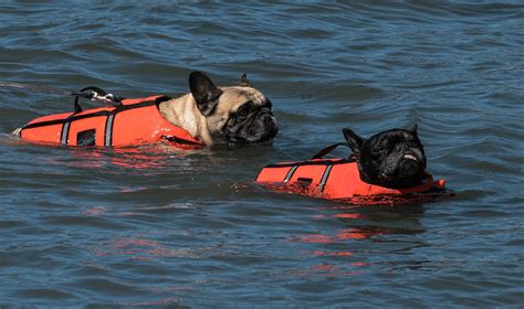 The Best Dog Life Jackets for 2024 GILI Sports