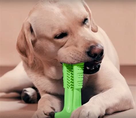 The Best Dog Teeth Cleaning Toys: Our Top 8 Picks Reviewed - ve…