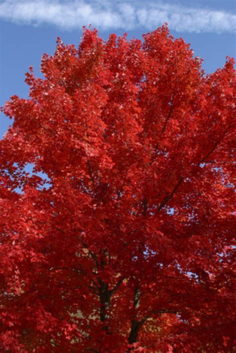 The Best Fast-Growing Shade Trees in Zone 9 eHow