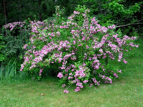 The Best Flowering Shrubs and Bushes for the Eastern and