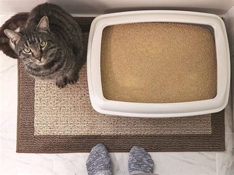 The Best Flushable Cat Litter in 2024 PawGearLab