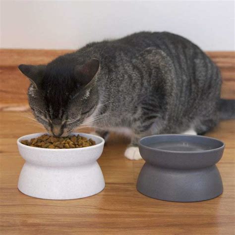 The Best Food Bowls For Cats in 2024 Pet Side