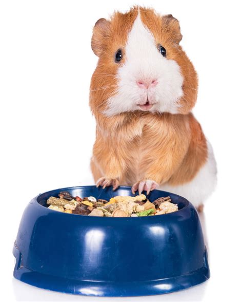 The Best Guinea Pig Food in 2024 My Pet Needs That