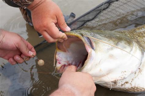 The Best Hooks for Catfish - Our 2024 Guide - Hook