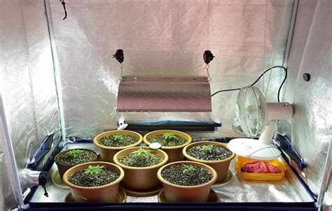 The Best Indoor Grow Tents: A Comprehensive Guide for Indoor Gardening Enthusiasts