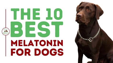 The Best Melatonin for Dogs Ultimate Guide - YouTube