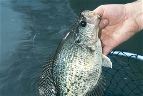 The Best Of Iowa Crappies - Game & Fish