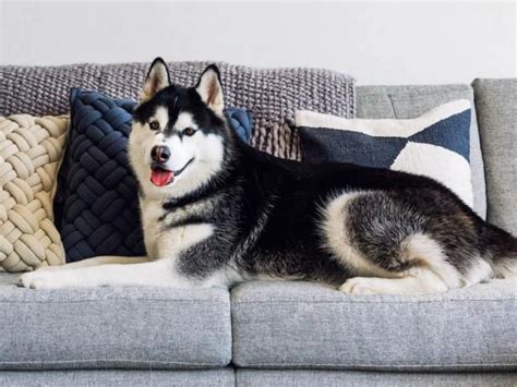 The Best Pet-Friendly Couches of 2024 for Every Budget and Style - HGTV