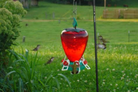 The Best Place to Put Hummingbird Feeders in the Yard