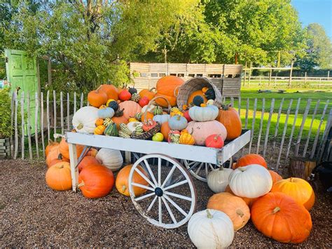 The Best Places To Go Pumpkin Picking In Surrey In 2024