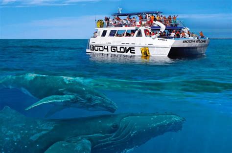 The Best Places to Go Whale Watching on The Big Island of Hawaii