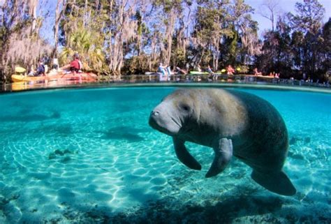 The Best Places to See Manatees Near Orlando - MommyPoppins