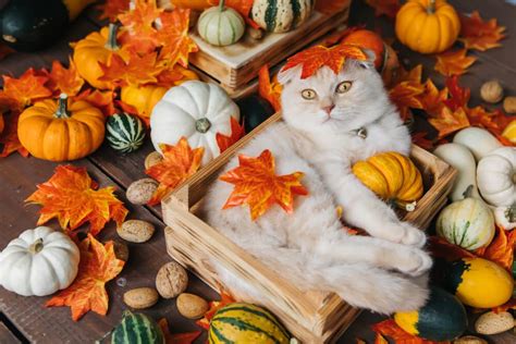 The Best Pumpkin for Cat Diarrhea: Our Top Pick and Reviews