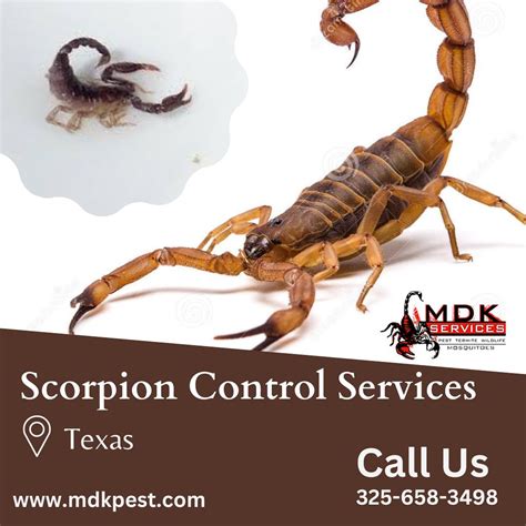 The Best Scorpion Control Service in Pahrump TJs Scorpion …