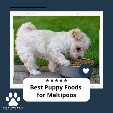 The Best Snacks For Maltipoos – BitsysBrainFood