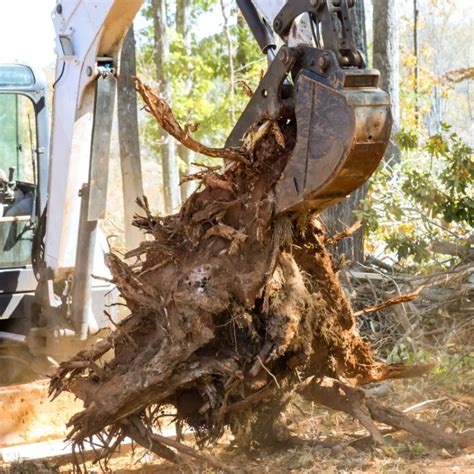 The Best Tree Root Removal Services in Chesterfield, VA