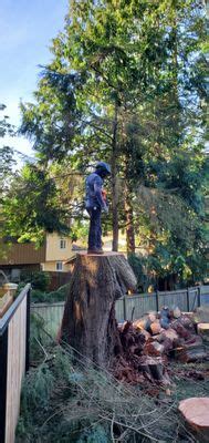 The Best Tree Services in Seattle, Washington of 2024