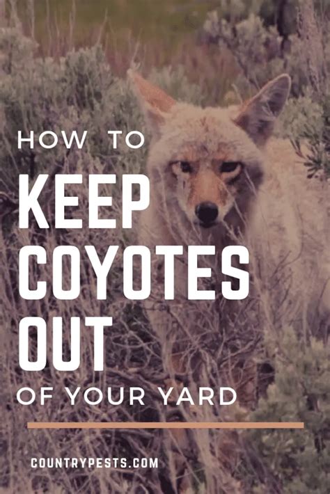 The Best Ways To Keep Coyotes Out Of Your Yard - Country Pests