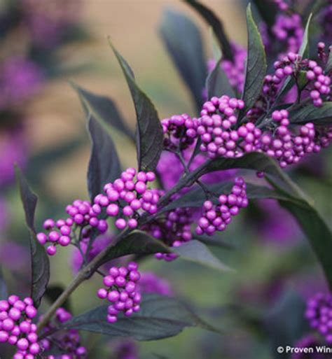 The Best Winter Shrubs to Plant in Your Yard - PureWow