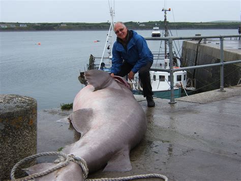 The Biggest Fish Ever Caught on Rod and Line - British Sea Fishing