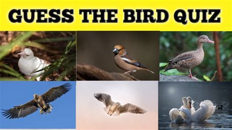 The Bird Game - Guess the Bird! - Lisa Shea