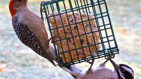 The Bird Watcher: What you need to know about suet - North …