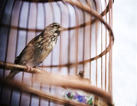 The Bird in the Cage Nourishing Children